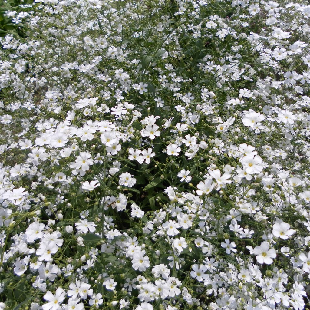 Graines de Gypsophile elegans Covent Garden - Gypsophila Elegans