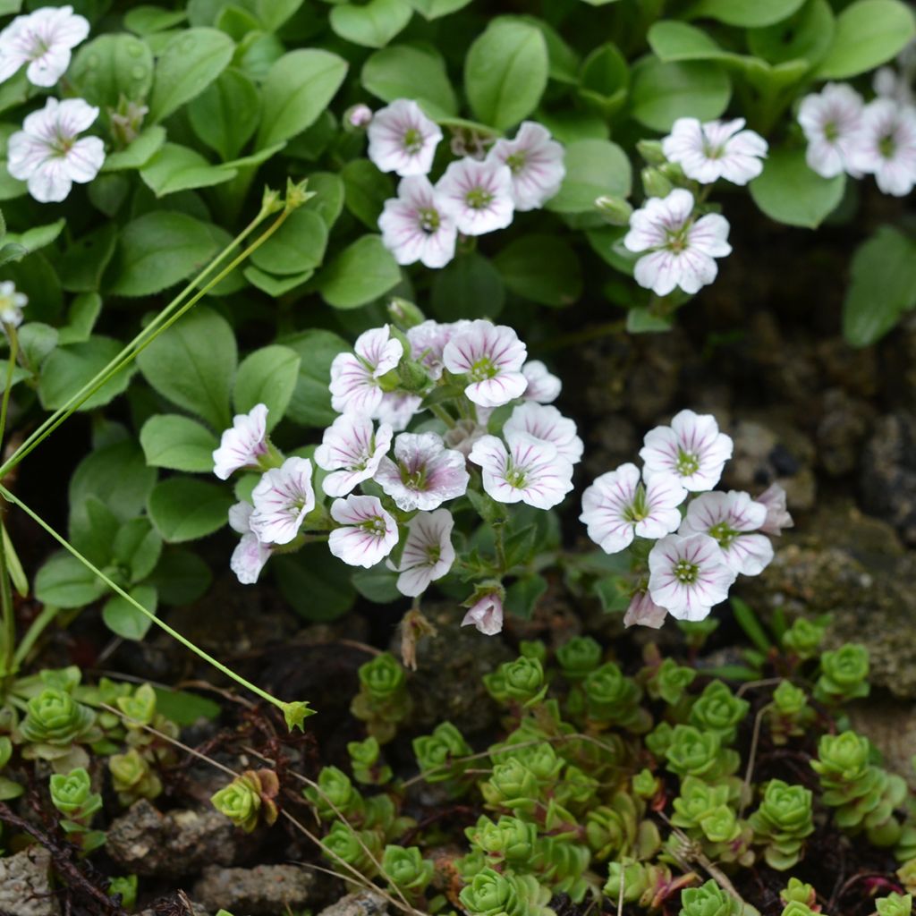 Gypsophila cerastioides - Gipsófila