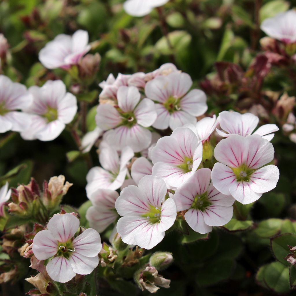 Gypsophila cerastioides - Gipsófila