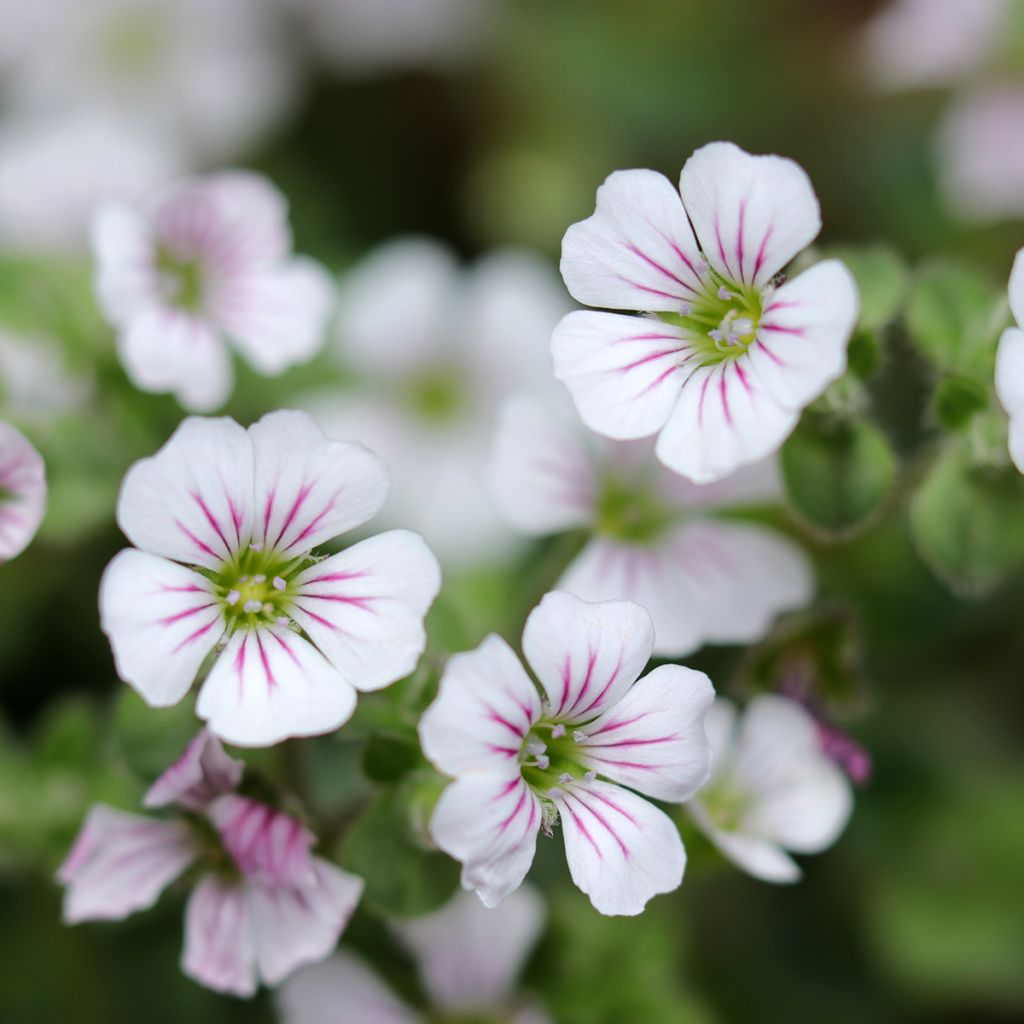 Gypsophila cerastioides - Gipsófila