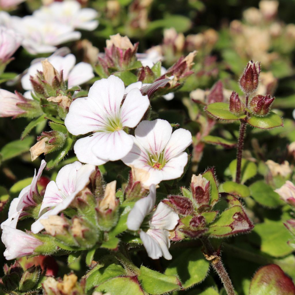 Gypsophila cerastioides - Gipsófila