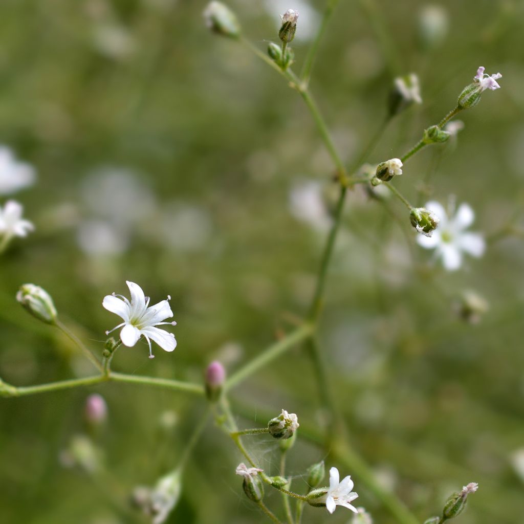 Gypsophila pacifica - Paniculata