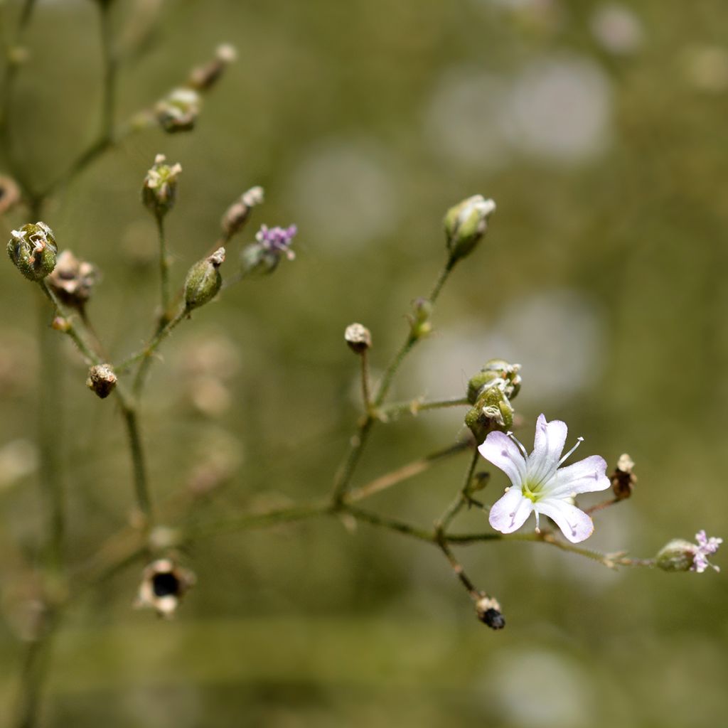 Gypsophila pacifica - Paniculata