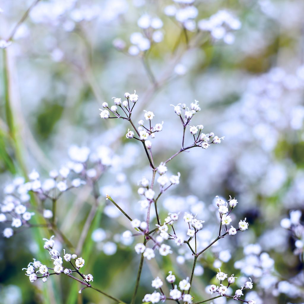 Gypsophila paniculata Schneeflocke