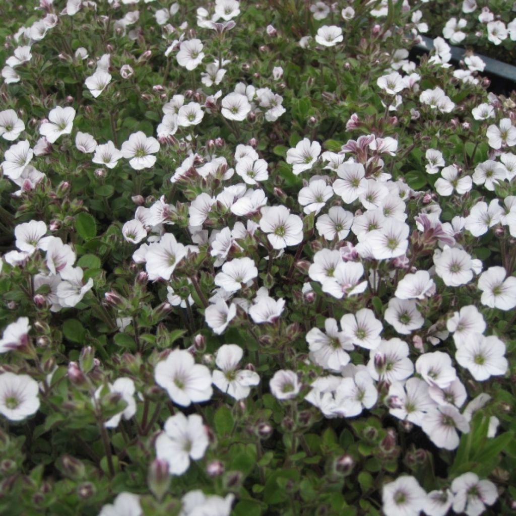 Gypsophile en coussin - Gypsophila cerastioides