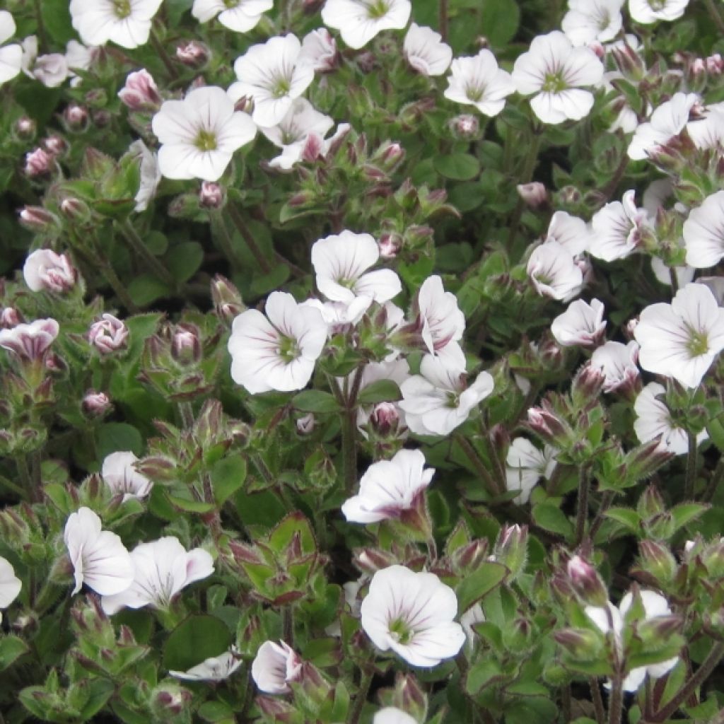 Gypsophile en coussin - Gypsophila cerastioides