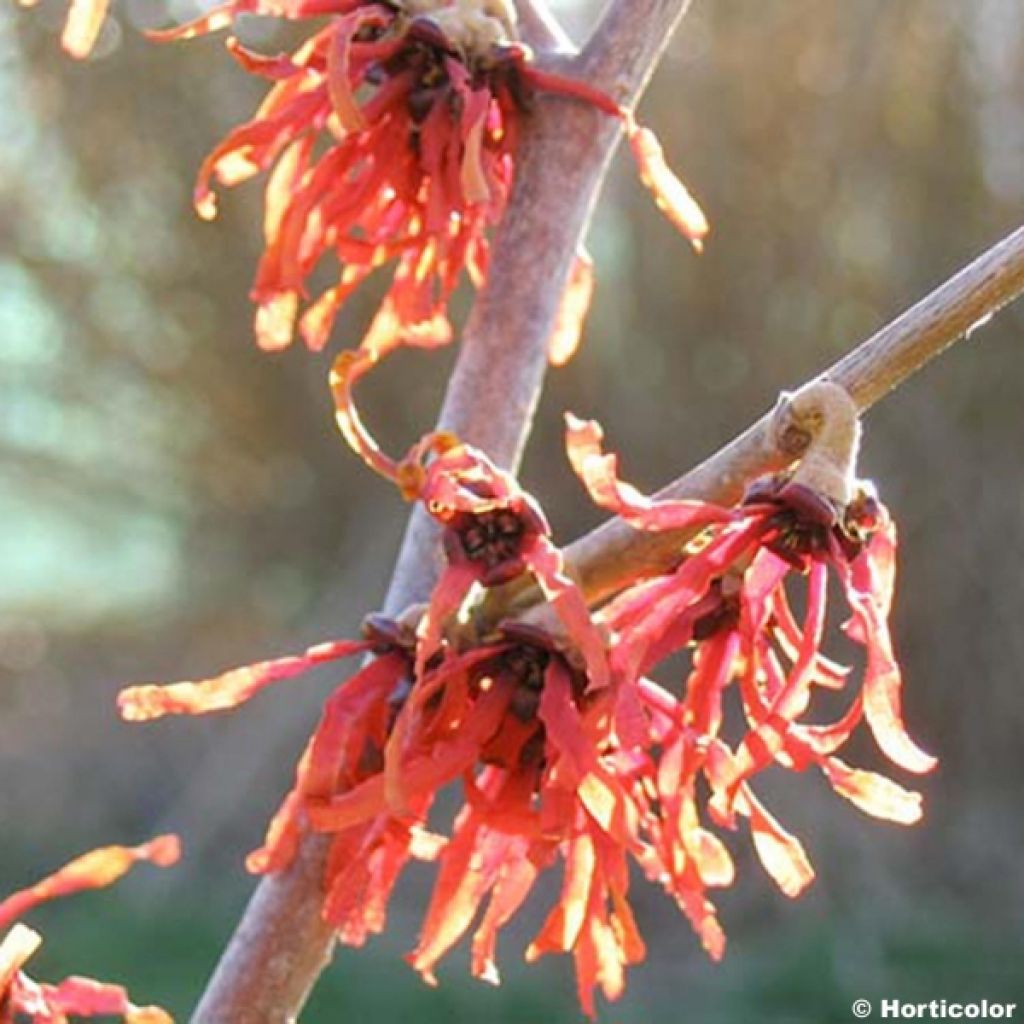 Hamamelis intermedia Diane