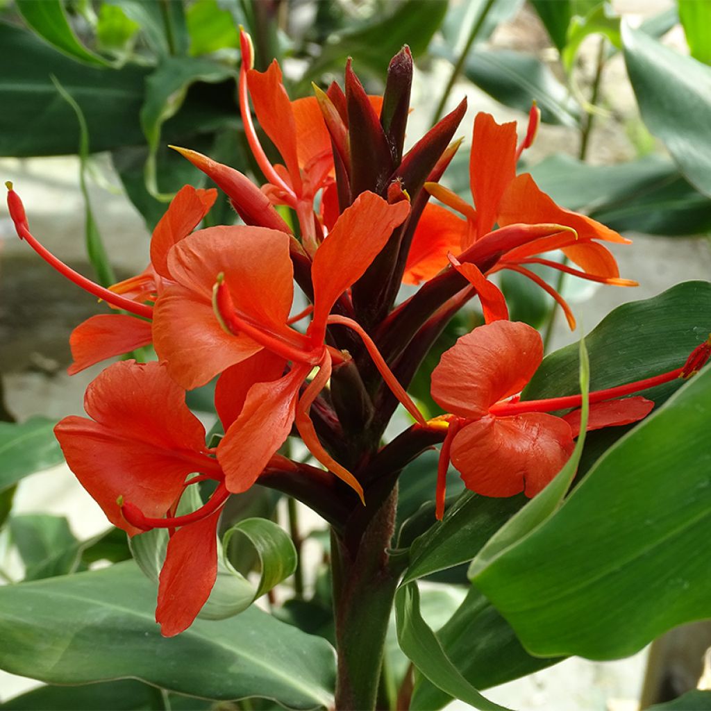 Hedychium rubrum (deceptum) - Gingembre d'ornement