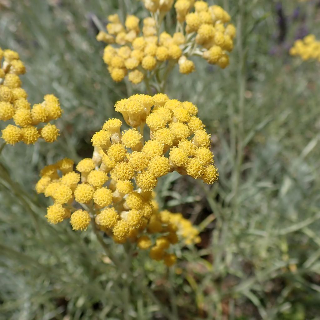 Curry - Helichrysum italicum subsp. serotinum