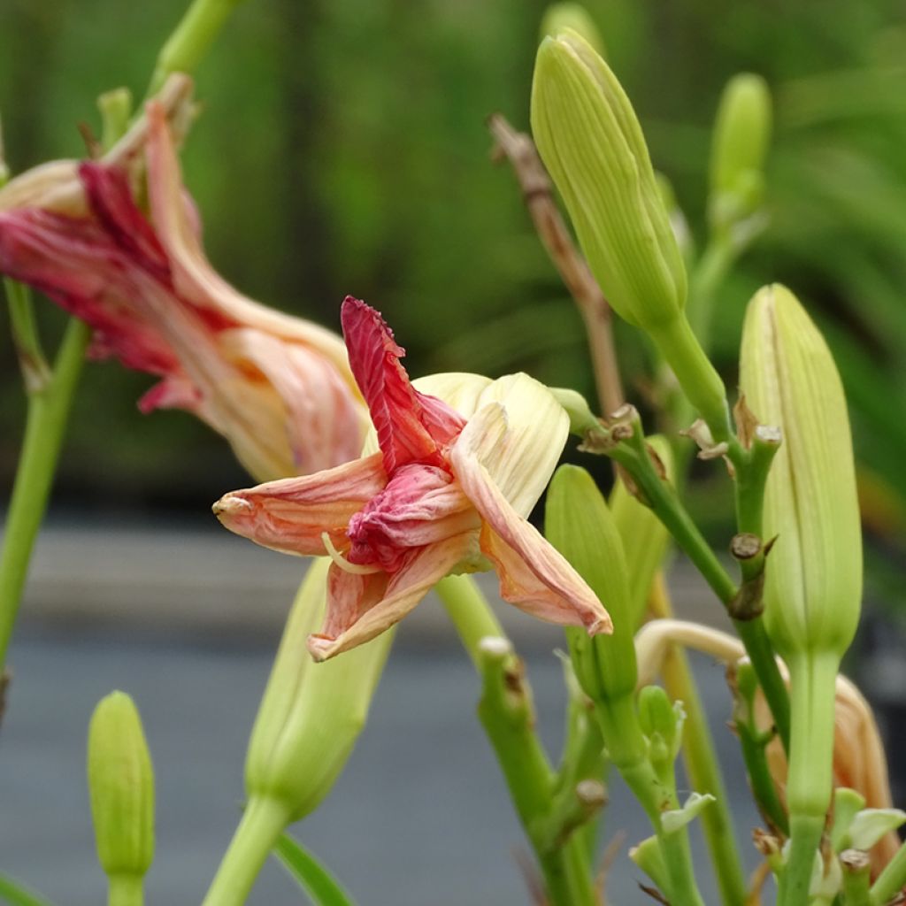 Hemerocallis Final Touch