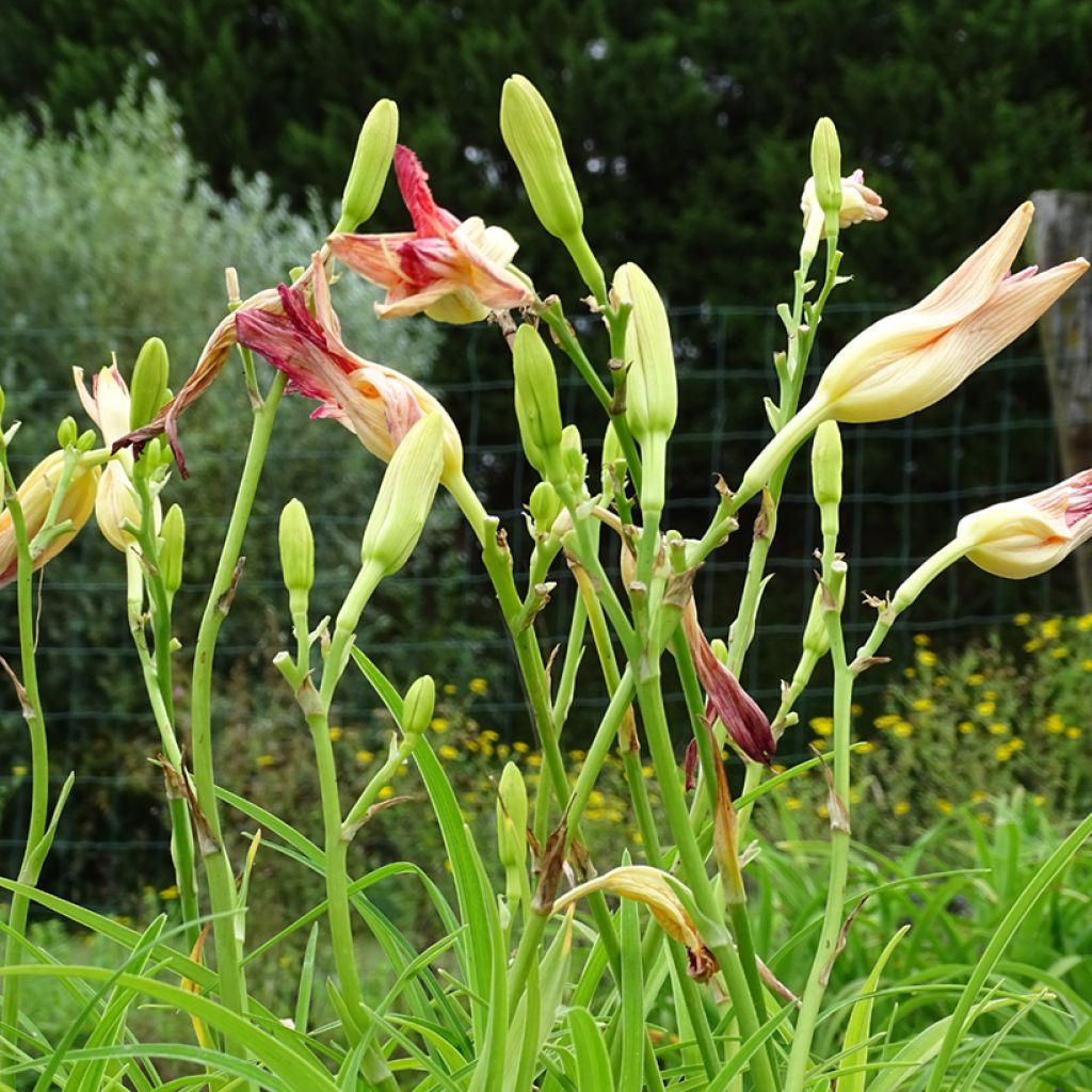 Hemerocallis Final Touch