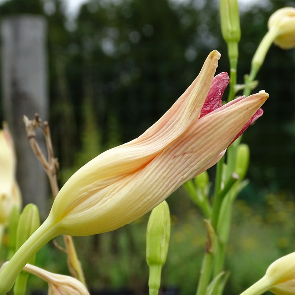 Hemerocallis Final Touch