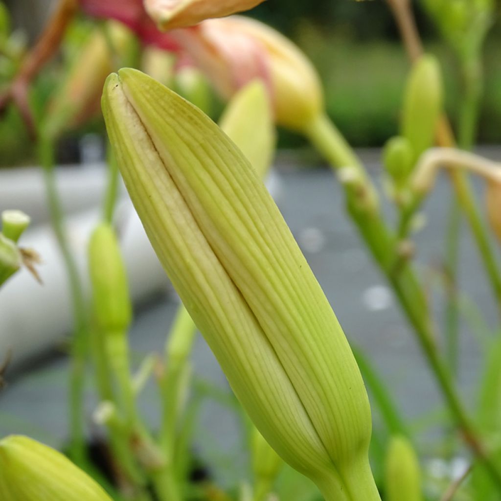 Hemerocallis Final Touch