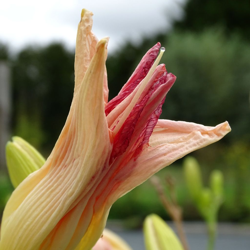 Hemerocallis Final Touch