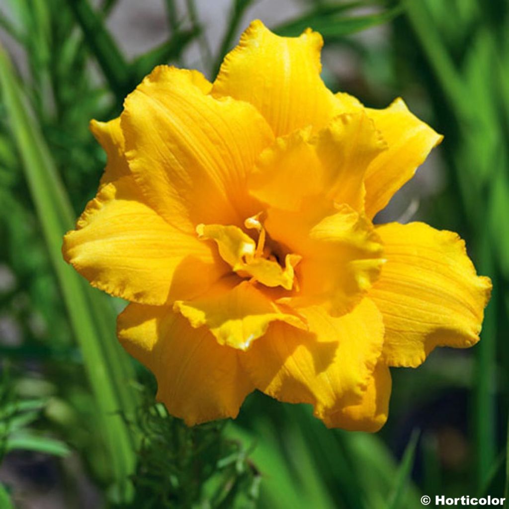 Hemerocallis Condilla