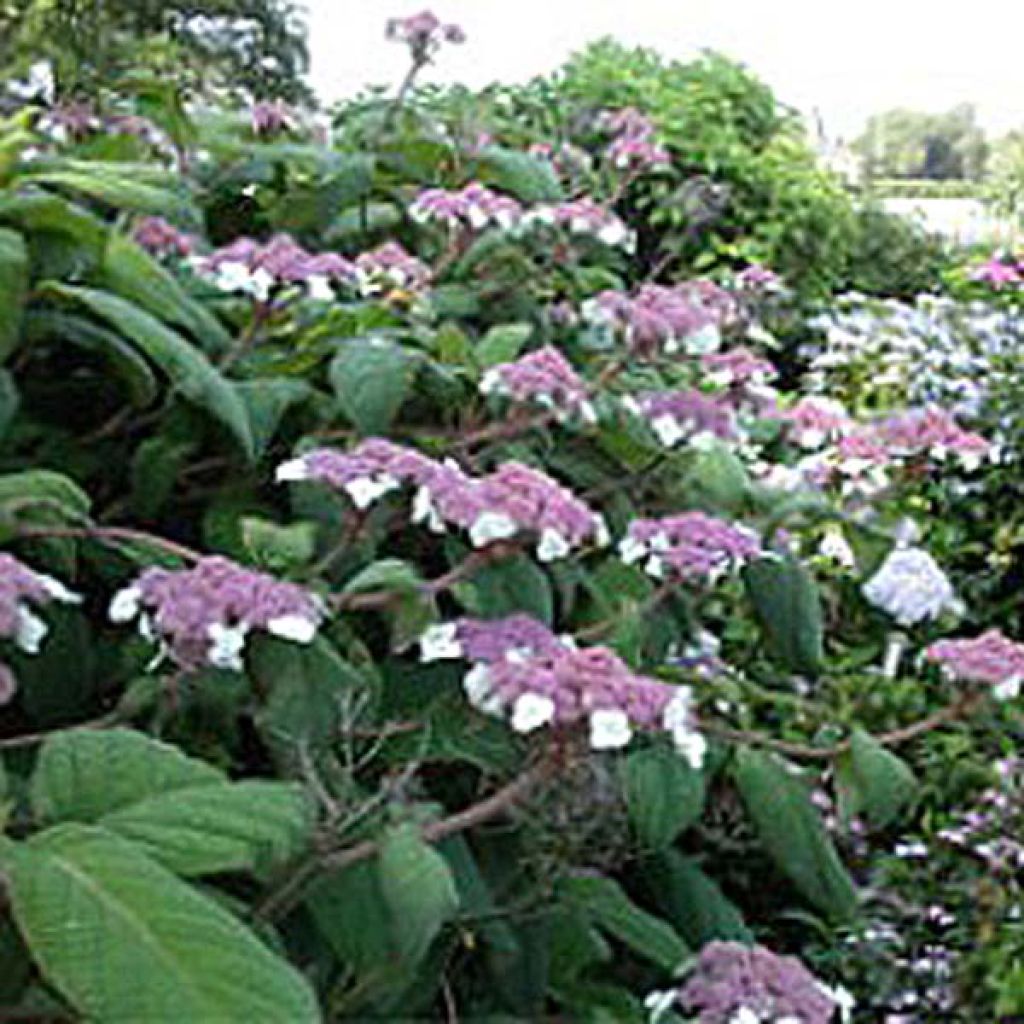 Hortensia aspera Macrophylla - Hydrangea