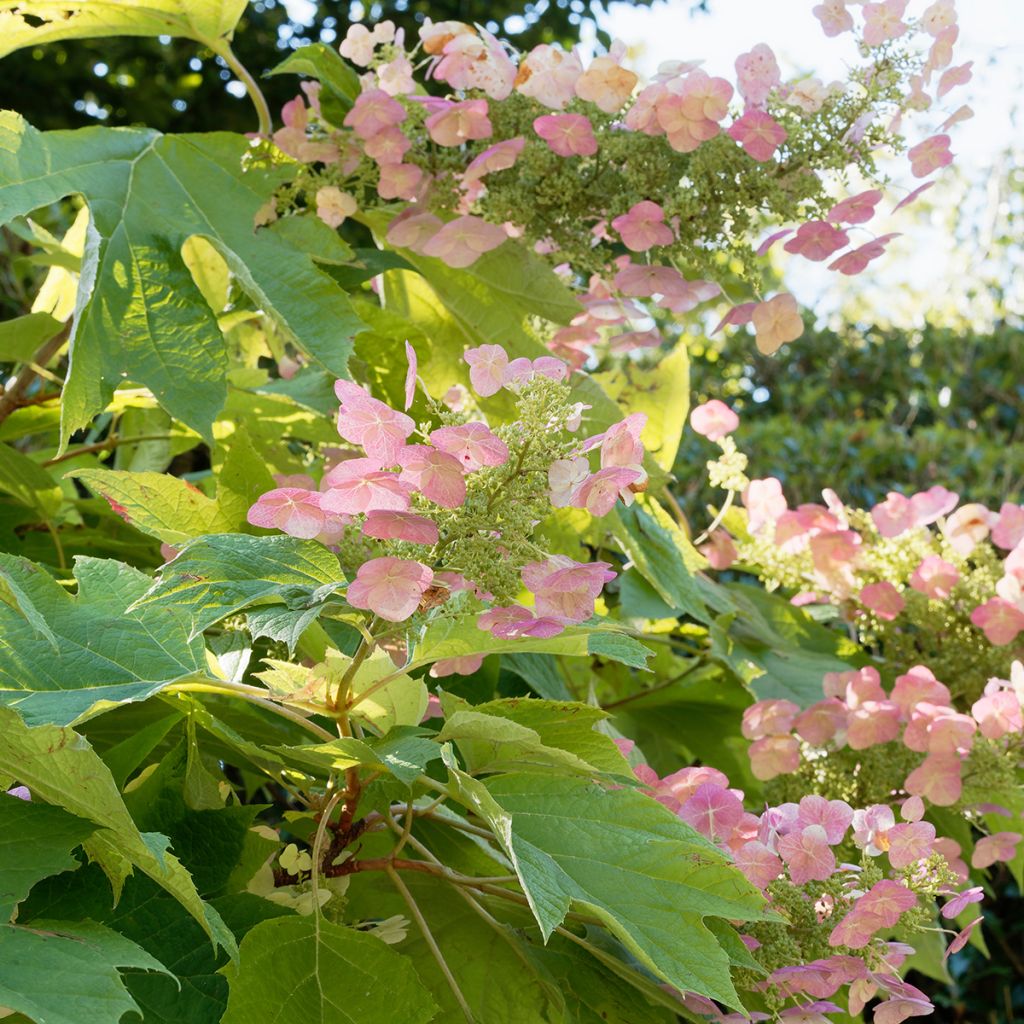 Hortensia quercifolia Back Porch - Hortensia de hoja de roble