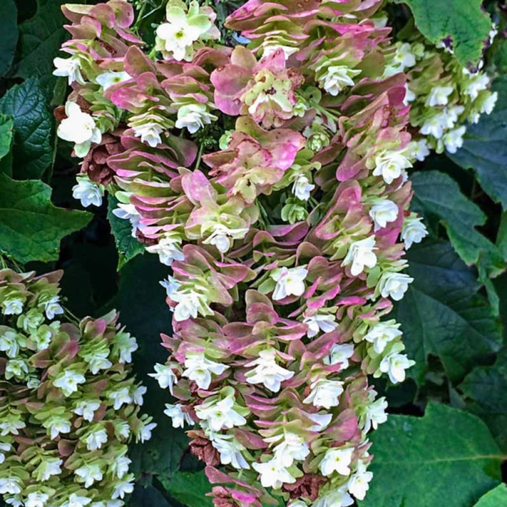 Hortensia quercifolia Snowcicle - Hortensia de hoja de roble