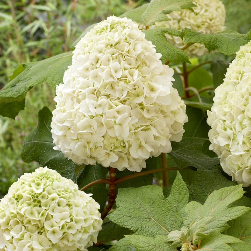 Hortensia quercifolia Tara - Hortensia de hoja de roble