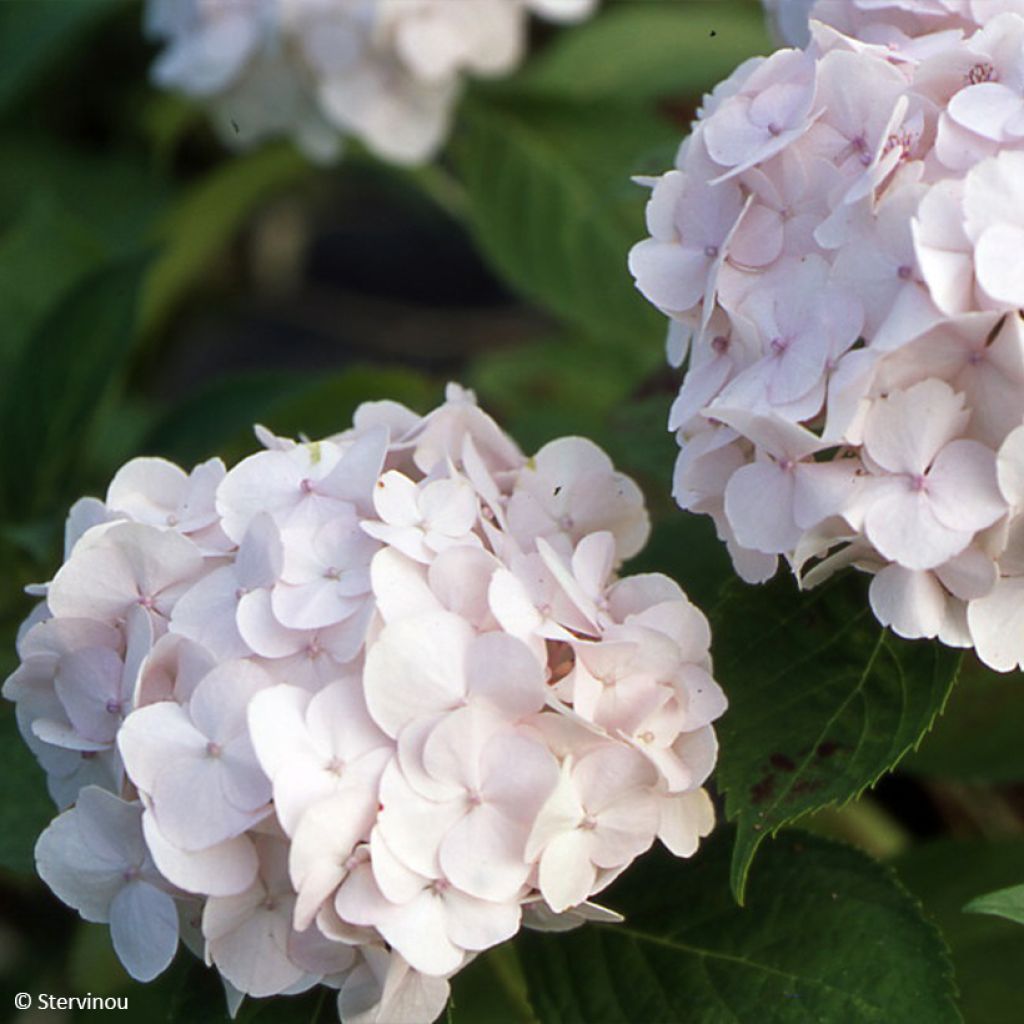 Hortensia macrophylla Rahic - Hydrangea