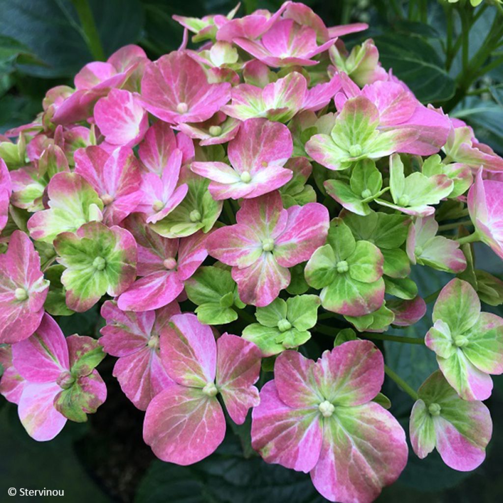 Hortensia macrophylla Valvert - Hydrangea