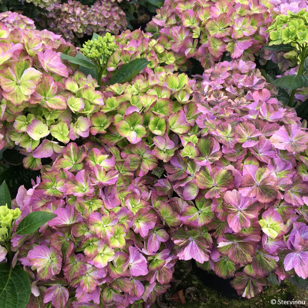 Hortensia macrophylla Valvert - Hydrangea