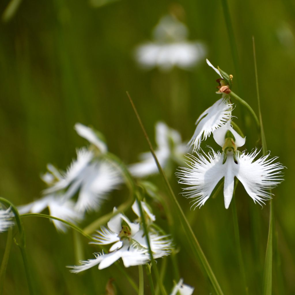 Habenaria radiata