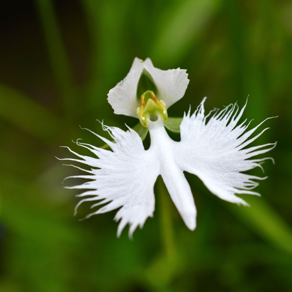 Habenaria radiata