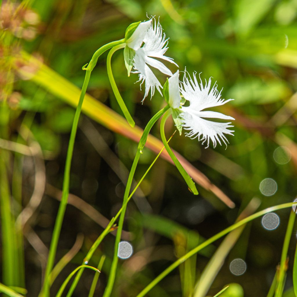 Habenaria radiata