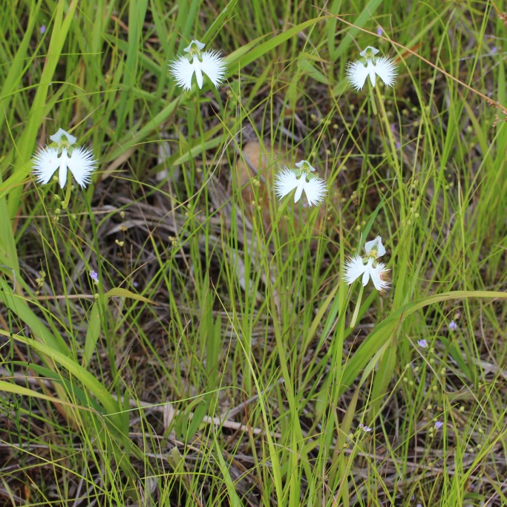 Habenaria radiata