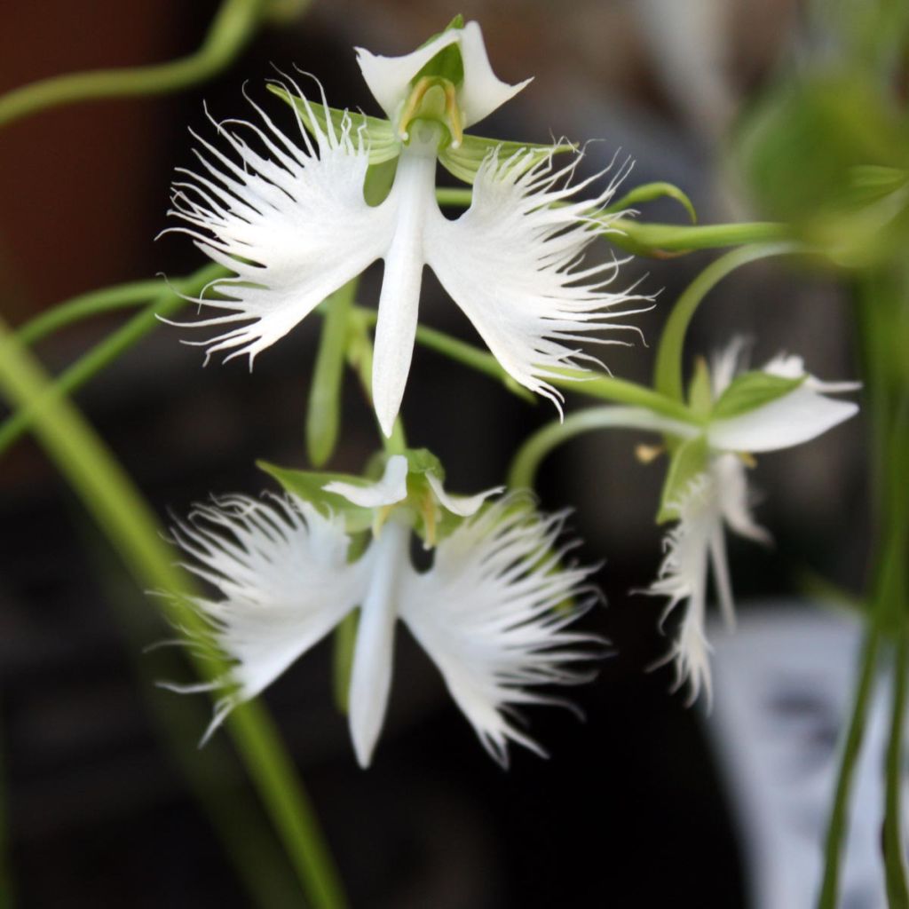 Habenaria radiata