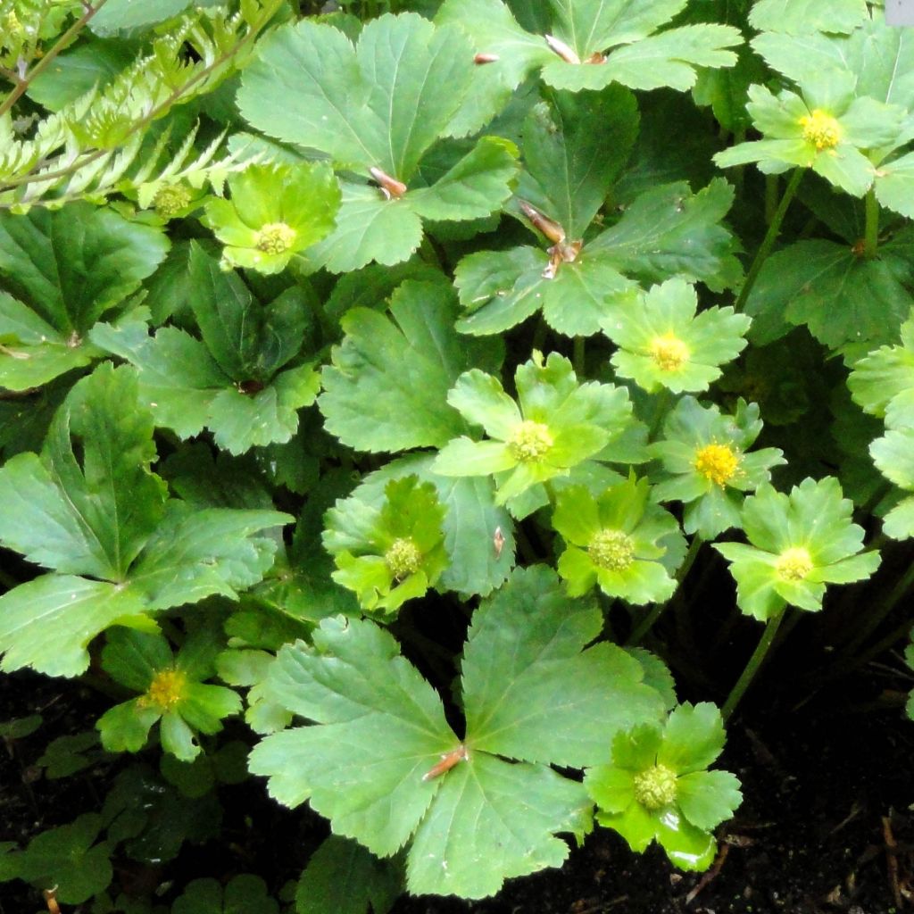 Hacquetia epipactis