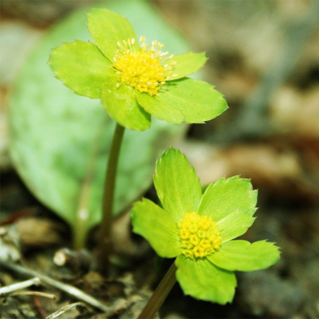 Hacquetia epipactis