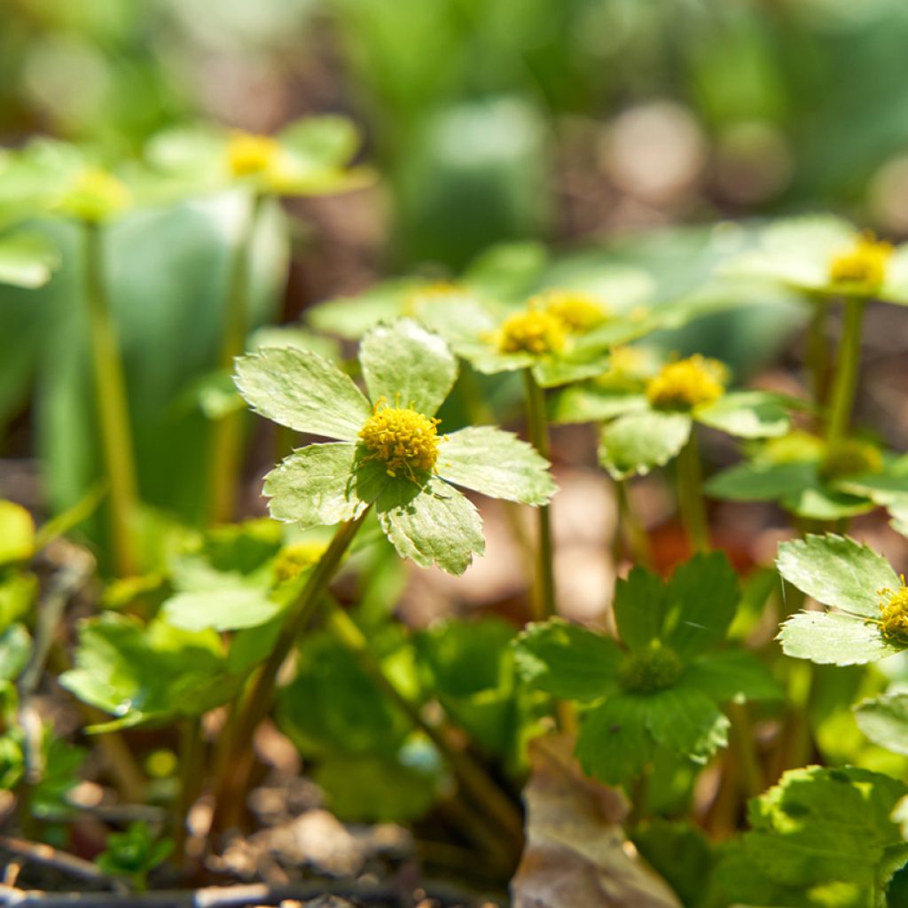 Hacquetia epipactis