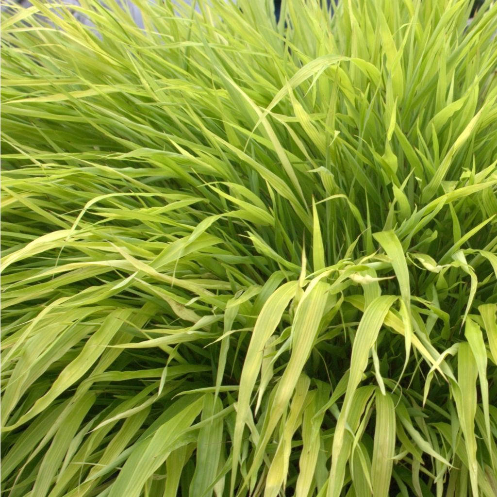 Hakonechloa macra All Gold