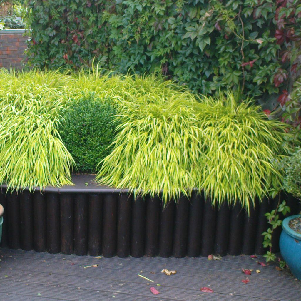 Hakonechloa macra All Gold