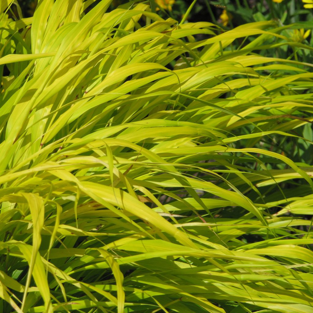 Hakonechloa macra All Gold