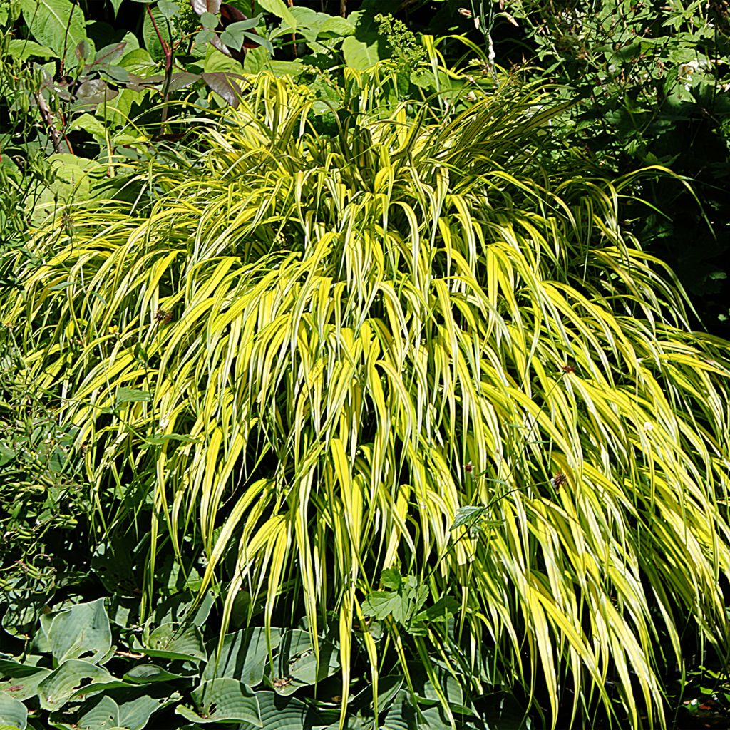 Hakonechloa macra Aureola