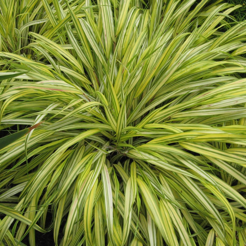 Hakonechloa macra Aureola