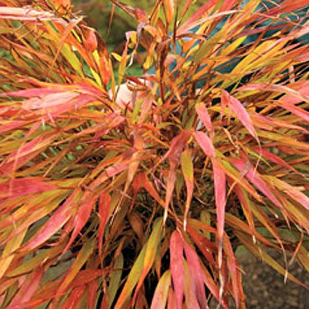 Hakonechloa macra Nicolas