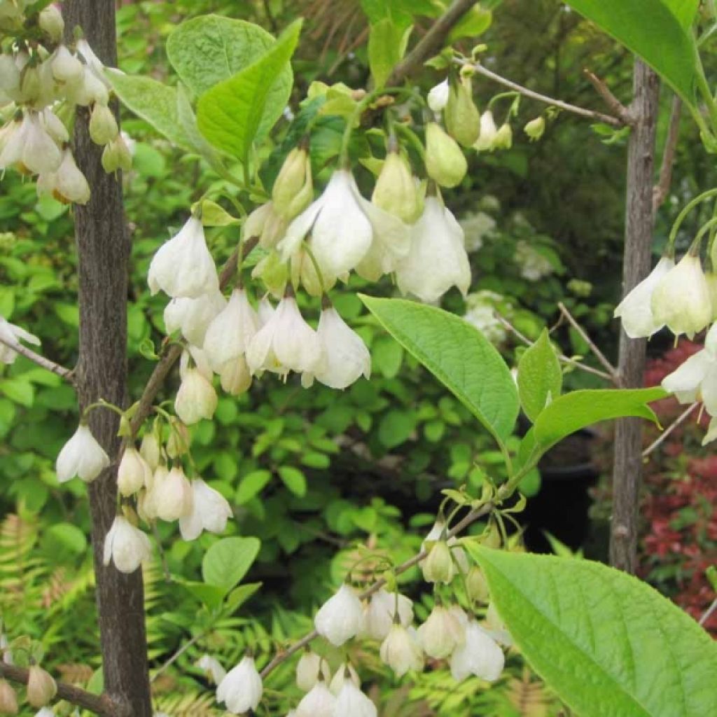 Halesia carolina - Arbre aux cloches d'argent