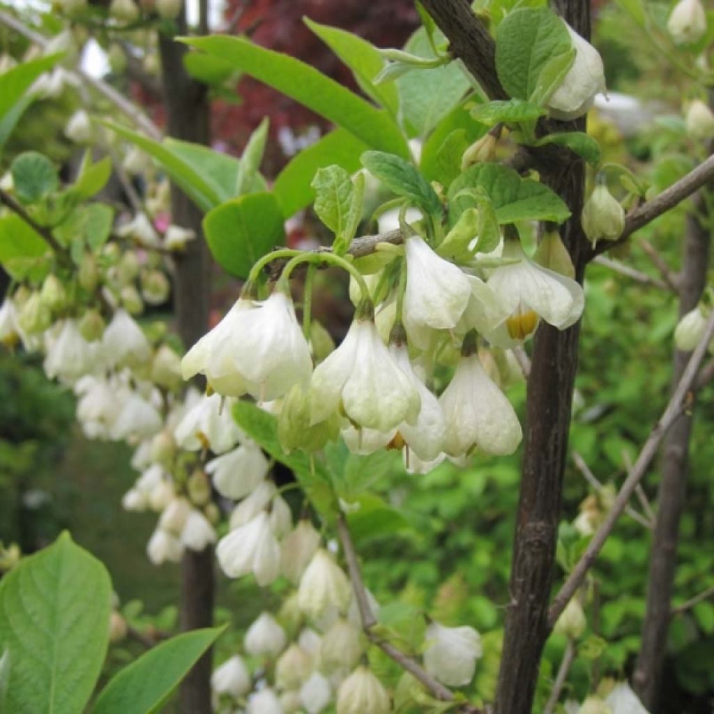 Halesia carolina - Arbre aux cloches d'argent