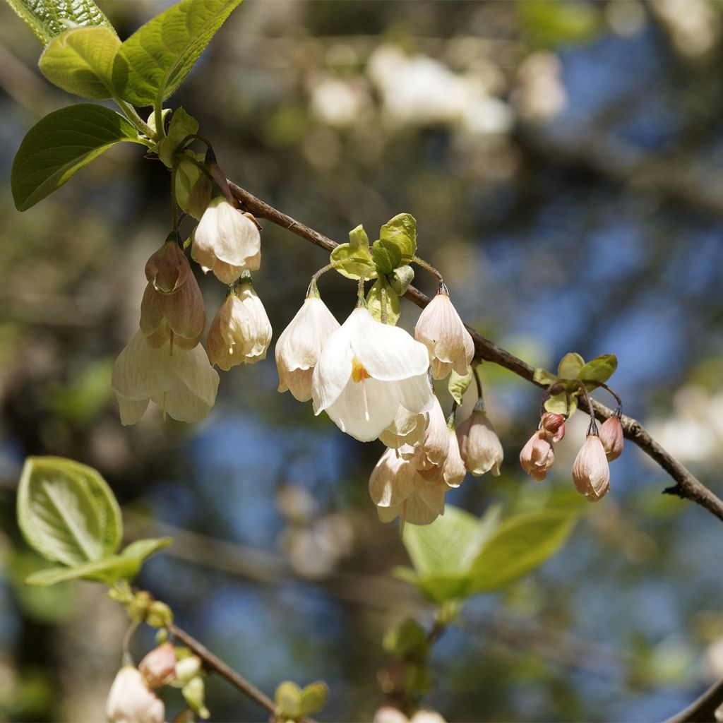 Halesia carolina UConn - Arbre aux cloches d'argent