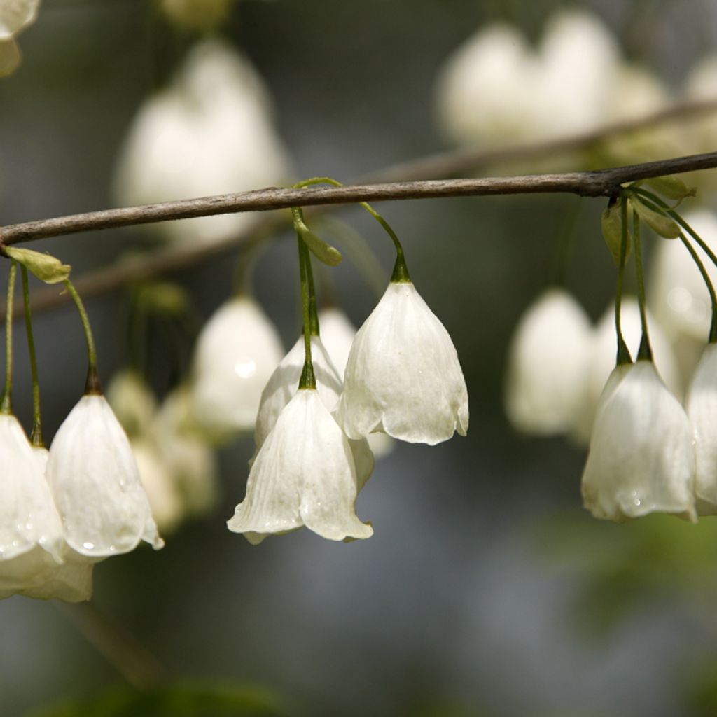 Halesia carolina var. monticola   - Mountain Silverbell, Carolina Silverbell