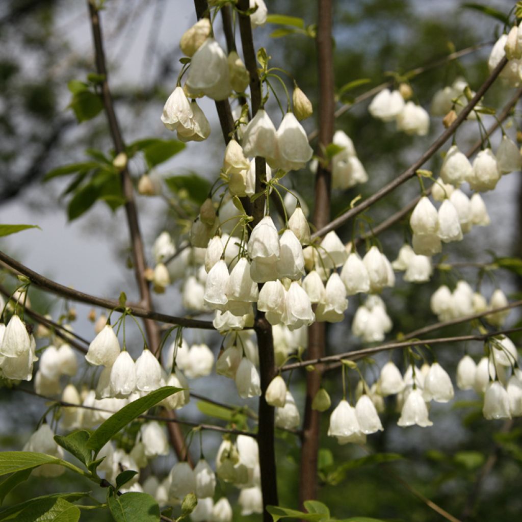 Halesia carolina var. monticola   - Mountain Silverbell, Carolina Silverbell