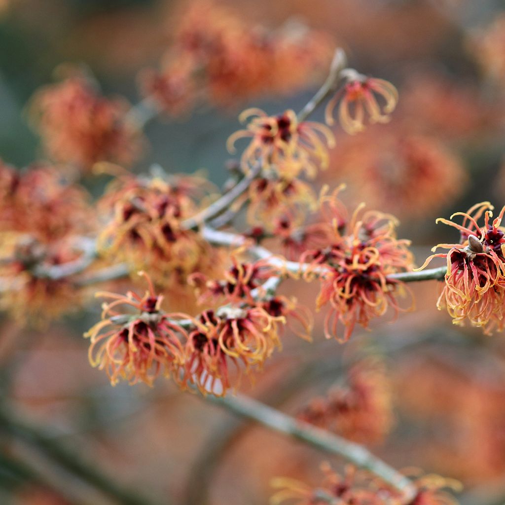 Hamamelis intermedia Jelena