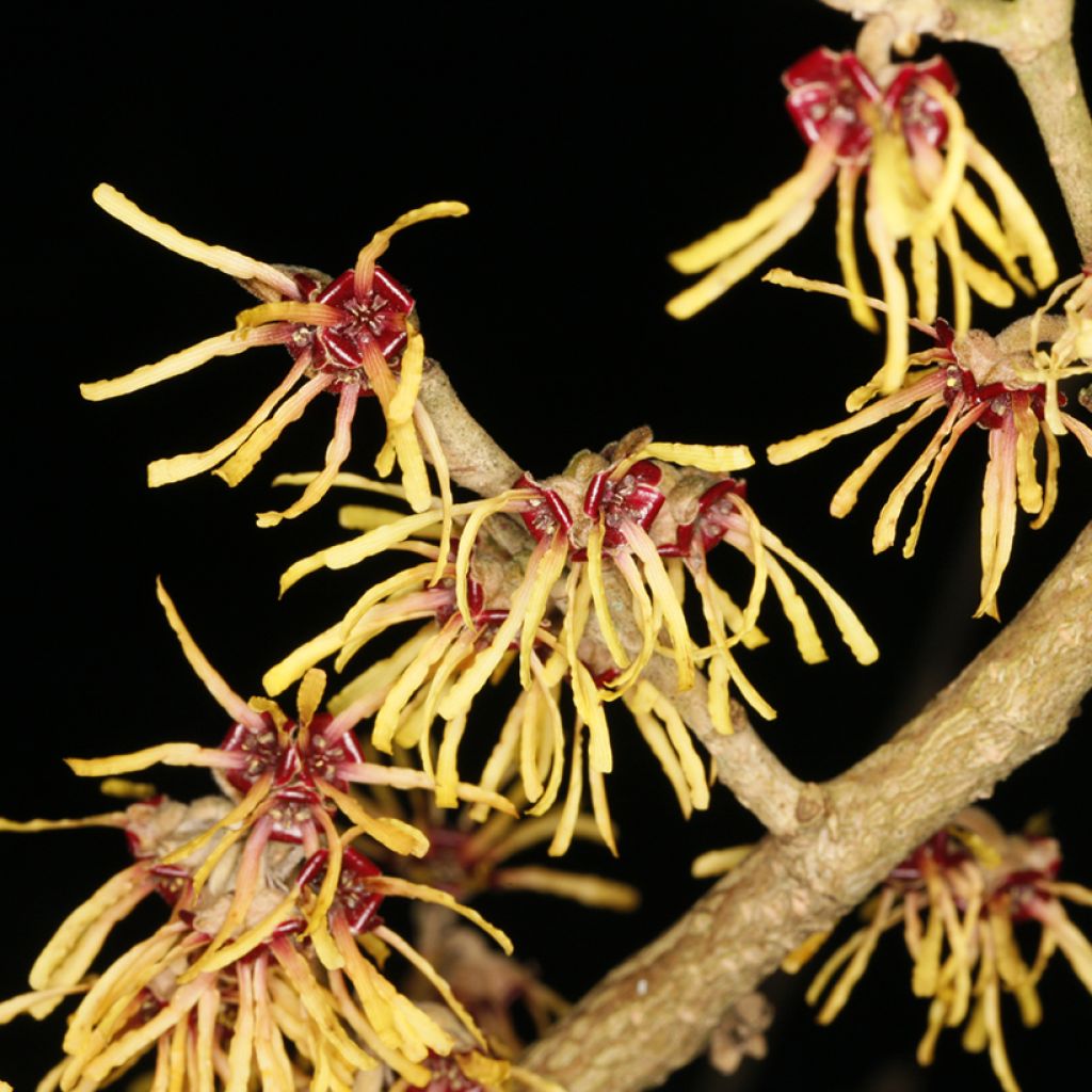 Hamamelis x intermedia Cyrille - Witch Hazel, Hybrid Witch Hazel