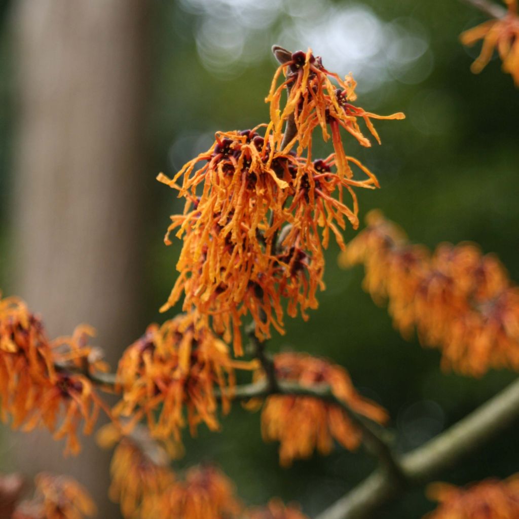 Hamamelis (x) intermedia Aphrodite - Noisetier de sorcière