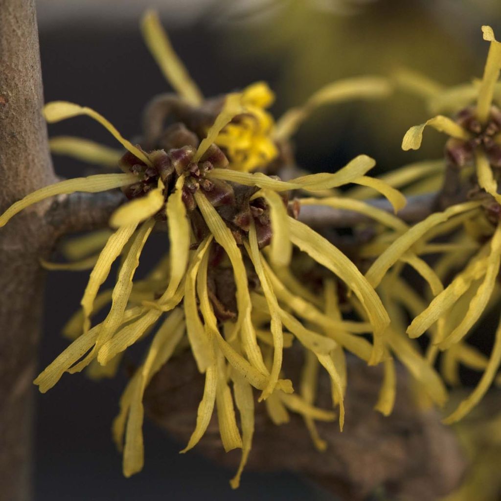 Hamamelis intermedia Westerstede