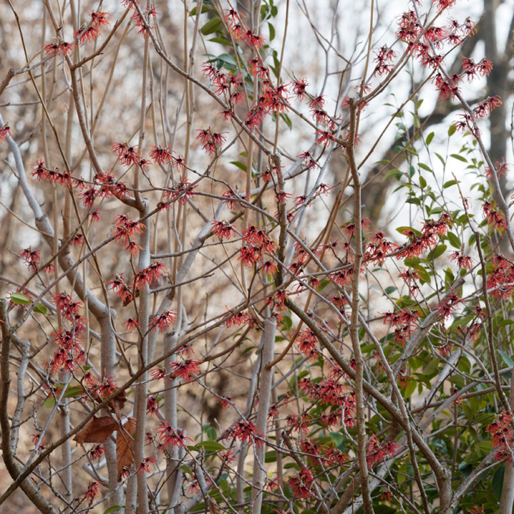 Hamamelis intermedia Diane